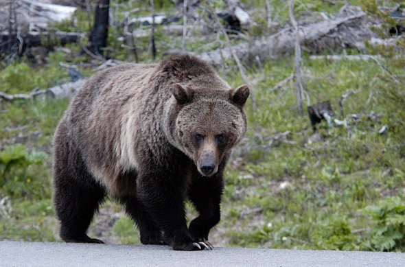 Wyoming aprueba la caza de osos grizzlies en las inmediaciones de Yellowstone
